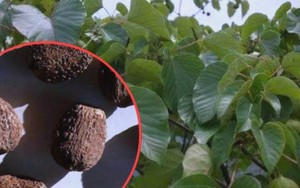 Cây dại trên núi bỗng hóa “lộc trời”, hái bán đếm tiền không kịp