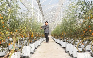 Nông nghiệp Tây Ninh: Hướng đến tăng trưởng xanh, bền vững