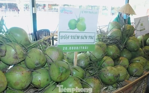 Hậu sáp nhập 3 tỉnh, doanh thu dừa tươi dồn về 1 mối lớn nhất nước