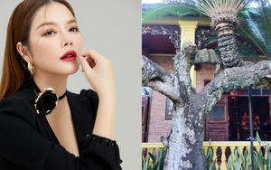 Loài cây độc nhất Việt Nam, siêu giá trị trong biệt phủ trăm tỷ, rộng 10.000 mét vuông của Lý Nhã Kỳ