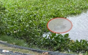 Tìm cô gái nghi nhảy cầu tự tử, phát hiện thi thể nam giới