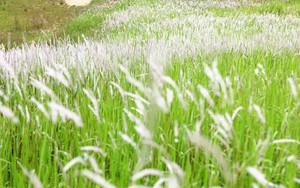 Cây cỏ dại mọc khắp nơi nhưng ít người biết là thuốc khỏe thận, mát máu: Bộ Y tế công nhận tác dụng