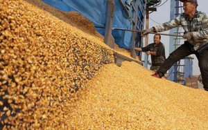 Hàng chục nghìn tấn hàng từ Lào tràn sang Việt Nam với giá rẻ siêu rẻ - Nước ta có diện tích trồng top 30 thế giới vẫn chi tiền tỷ nhập khẩu