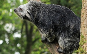 Binturong: Sinh vật bí ẩn được 'lai tạo' giữa gấu và mèo với hương thơm bỏng ngô đặc trưng giữa rừng già