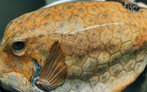 6 loại hải sản Đắk Lắk nổi tiếng hút hồn du khách