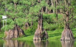 Loài cây quý hiếm bậc nhất thế giới, chỉ 3 quốc gia sở hữu, Việt Nam cũng có