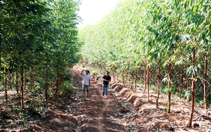 Việt Nam có cả trăm ngàn hecta “cây gỗ quốc dân”, sinh lời sau 5 năm: Sai lầm nếu trồng theo cách này