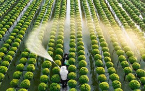 Doanh nghiệp Brazil – Nhật muốn đưa Việt Nam thành “cứ điểm” phát triển nông nghiệp công nghệ cao ở châu Á