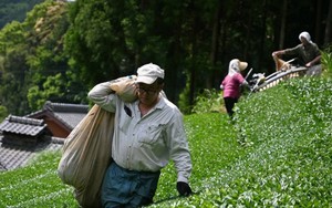 Nhật Bản sắp cạn matcha, có cửa hàng chỉ bán tối đa 40 hộp mỗi ngày: Chuyện gì đang xảy ra?