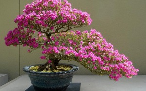 Ngày càng ít người trồng đỗ quyên trong nhà, 3 lý do nghe xong phải gật gù đồng ý