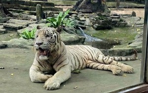 Hổ trắng 'Ngộ Không' ở Thảo Cầm Viên Sài Gòn đã chết