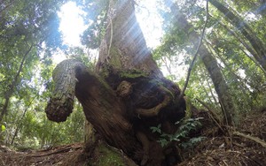 "Cây của trời" giữa đại ngàn Trường Sơn: Bí mật loài cây trường tồn đến 2 thiên niên kỷ