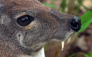 Loài vật quý hiếm chỉ còn dưới 50 cá thể ở Việt Nam: Cặp răng nanh như kiếm nhưng hiền lành đến khó tin