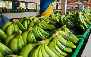 Không phải sầu riêng, 'siêu trái cây' của Việt Nam được Nhật Bản ngày càng ưa chuộng: Sắp hưởng ưu đãi thuế 0%, xuất khẩu tăng 14 lần