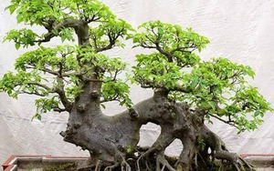 Ông bà trồng cây con cháu hưởng lợi: 1 cây bình dân nhưng “đắt giá” hơn lan hồ điệp, sống hàng chục năm, càng già càng sinh lộc