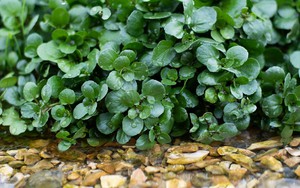 Đi chợ thấy loại rau này nhớ mua ngay: Tốt nhất thế giới, ngừa ung thư cực đỉnh mà nhiều người không biết