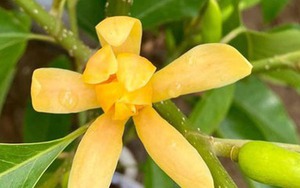 Lộc trời được ví "đắt hơn vàng", nở đẹp hơn huệ tây, giữ hương lâu nhất trong thế giới hoa cảnh