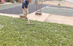 Mỹ liên tục săn lùng một 'báu vật' nông sản của Việt Nam: Nước ta xuất khẩu vượt xa cả thế giới, thu về gần nửa tỷ USD kể từ đầu năm