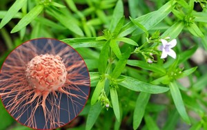 Loại cây mọc dại đầy bờ ruộng, được đồn là có thể "nuốt trọn" tế bào ung thư gan: Thực hư thế nào?