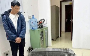 Vụ bị kết án 6 năm tù vì nuôi bán 13 con gà lôi trắng: Cán bộ Kiểm lâm Nghệ An nói gì?