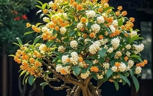 5 loại cây cảnh vừa dễ chăm vừa tượng trưng cho sự sung túc, giới nhà giàu mê mẩn