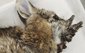 Bí ẩn loài thỏ mọc ‘sừng’ khiến nhiều người rùng mình