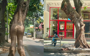 Người xưa nói "âm thịnh dương suy" - Cứ nhìn 4 cây trong nhà là biết vận may đang tụt dốc thê thảm