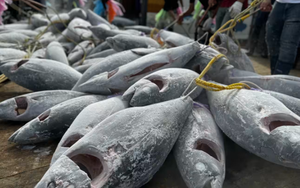 Một loại ‘siêu thực phẩm’ của Việt Nam sang Pháp đắt hàng kỷ lục: Xuất khẩu tăng 108%, 80 quốc gia khác cũng đã ‘chốt đơn’