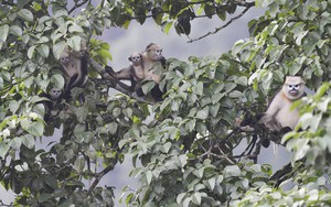 5 loài động vật tưởng đã tuyệt chủng bất ngờ xuất hiện trở lại ở Việt Nam: Có loài đã biến mất 11 triệu năm