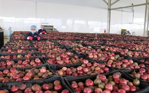 Trung Quốc ồ ạt thu mua một "sản vật" triệu USD của Việt Nam: Nước ta là nhà xuất khẩu top 10 thế giới