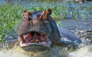 Vì sao sư tử ít săn hà mã mà lại 'thích' ăn thịt trâu rừng châu Phi?