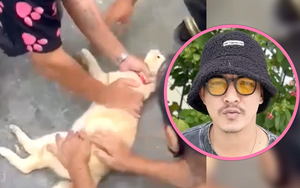 Người đàn ông cứu chú mèo bị điện giật bằng cách hồi sức tim phổi