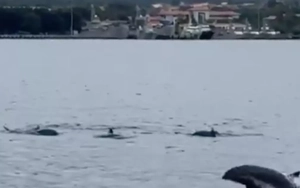 Hàng trăm con cá heo nhào lộn trong vịnh Cam Ranh - Khánh Hòa