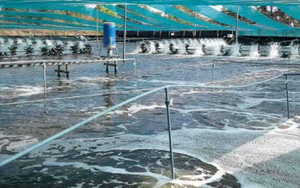 'Mỏ vàng’ dưới nước đưa Việt Nam thành ông lớn thứ 2 thế giới: Mỹ, Nhật Bản, Trung Quốc đều săn đón, nước ta sở hữu công nghệ chế biến hiện đại đứng top toàn cầu