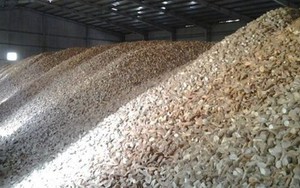 'Vựa lúa dưới lòng đất' của Việt Nam được Malaysia đổ tiền thu mua hàng nghìn tấn: Xuất khẩu tăng hơn 500%, nước ta có sản lượng 10 triệu tấn/năm