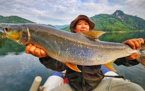 "Cọp nước" sông Đà: Hung dữ không loài cá nước ngọt nào sánh nổi; càng nặng càng đắt giá