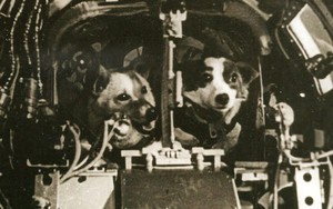 Ngày này năm xưa: Chuyến bay lịch sử của Sputnik 5 và hai chú chó sống sót sau khi trở về từ vũ trụ