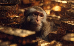 Trong năm 2025, đây là 3 CON GIÁP dễ vướng tiểu nhân, coi chừng tiền bạc đội nón ra đi