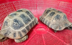 Hai cá thể rùa núi vàng đi lạc vào vườn nhà dân