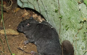 Quảng Trị: Ghi nhận hình ảnh sống loài chuột từng được cho là tuyệt chủng 11 triệu năm trước