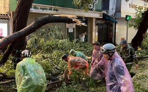 Để “lá phổi xanh” không trở thành hiểm họa