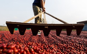 Quốc giá BRICS bị Mỹ áp thuế 50% một mặt hàng chiến lược, 8 triệu bao hàng chưa biết đi đâu về đâu