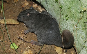 Loài chuột "tuyệt chủng 11 triệu năm" bất ngờ xuất hiện ở Phong Nha - Kẻ Bàng