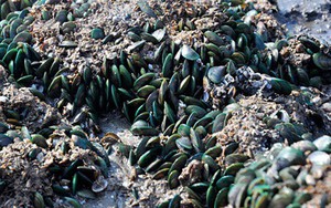 Một loại đặc sản quý của Việt Nam, xưa bám đầy ghềnh đá ít ai nhặt, nay được ví là “nhân sâm vùng biển”, người nước ngoài mê tít