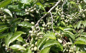 “Vàng đen” Tây Bắc từng đứng trước nguy cơ biến mất, hiện nay ra sao?