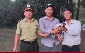 Gà lôi trắng quý hiếm bay vào quán nước ở Huế