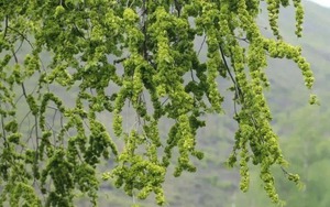 Ông bà bảo: 4 cây quý như vàng ròng, trồng trong nhà phúc khí kéo dài trăm năm, con cháu đời đời hưởng phúc