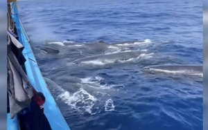 CLIP: Đàn cá khổng lồ phun nước, vây quanh tàu cá ngư dân Khánh Hòa