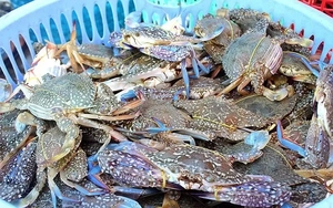 Cua ghẹ Việt Nam đắt hàng, giá cao nhất 10 năm qua