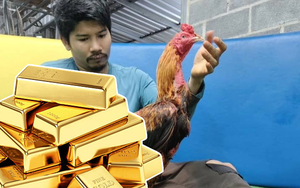 Sốc: Chú gà chọi ở Thái Lan thắng giải trăm tỷ đồng, "chuyển nhượng" cũng tiếp tục gây choáng váng!